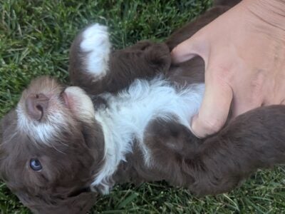 Golden Sheepadoodle Puppies Available in Omaha, NE