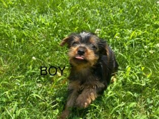 Meet Max!