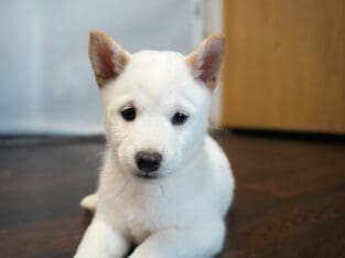 Purebred Shiba Inu Puppies