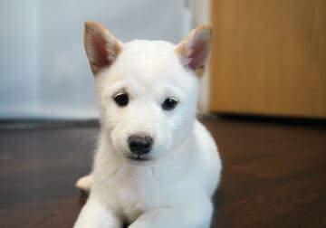 Purebred Shiba Inu Puppies