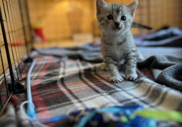Silver Male Egyptian Mau