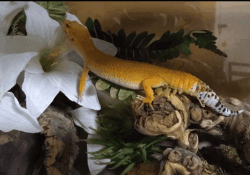 Adult leopard gecko with tank