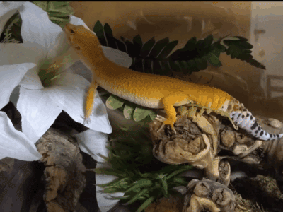 Adult leopard gecko with tank