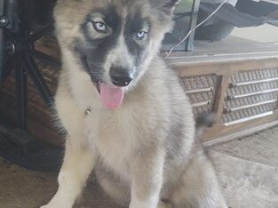 Augoti Husky puppy