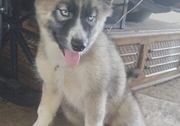 Augoti Husky puppy