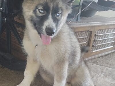 Augoti Husky puppy