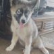 Augoti Husky puppy