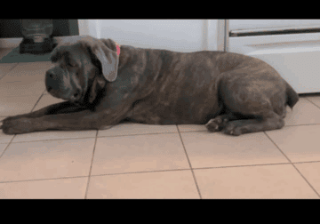 Female cane corso