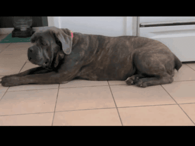 Female cane corso