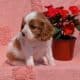 AKC CAVALIER PUPS