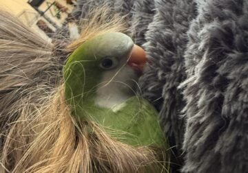 Quaker for sale