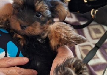 SMALL YORKIE MALE PUPPY