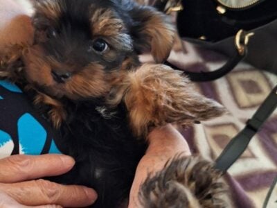 SMALL YORKIE MALE PUPPY