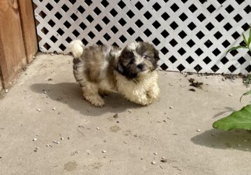 Charlie the shichon