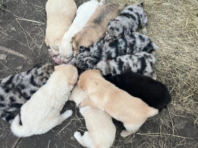 Australian German Shepherds