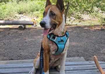 Older girl looking for home