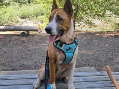 Older girl looking for home