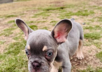 Lovely puppy Frenchie Bulldog Purebreed