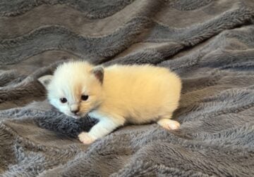 Siri – Blue Point Mitted Ragdoll Kitten