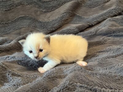 Siri – Blue Point Mitted Ragdoll Kitten