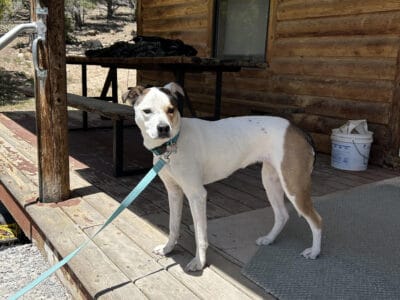 Australian Shepherd Mix