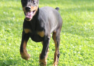 AKC Doberman Female