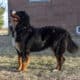 Full AKC Registration – Beau