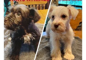 Mini schnauzer puppies