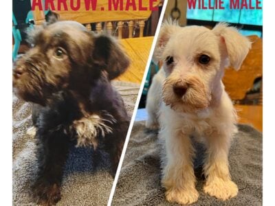 Mini schnauzer puppies