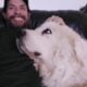 Great Pyrenees’ and white Labrador puppies!