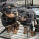 Rottweiler pups akc