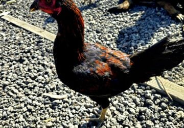 Élite Asil rooster