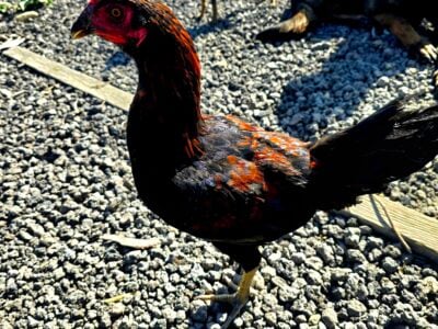 Élite Asil rooster