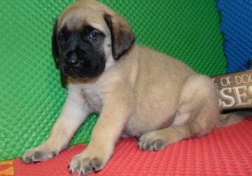 AKC registered English Mastiff puppies for sale