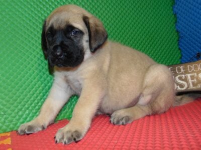 AKC registered English Mastiff puppies for sale
