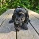 Maltipoo liter