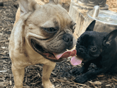 Fawn Frenchie Pup, 7mo, Needs Loving Home