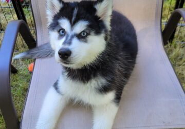 Siberian Husky puppies