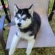 Siberian Husky puppies