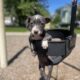 Blue Nose Pitbull Terrier Puppies UKC