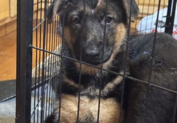 German Shepherd Puppy