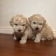 Maltipoo puppies