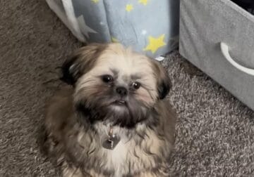 Puppy for adoption
