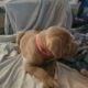 Bully Puppies Ready for Homes!