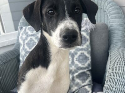 Puppy for adoption