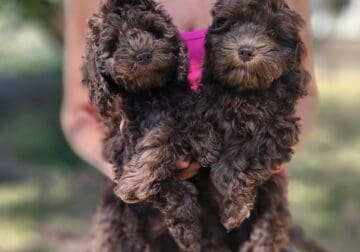 Adorable F1b mini Cockapoos