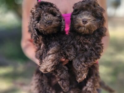 Adorable F1b mini Cockapoos