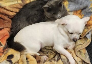Rehoming