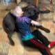 Loving Chocolate Lab in need of home