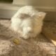 Adorable Bunnies Looking for a Loving Home
